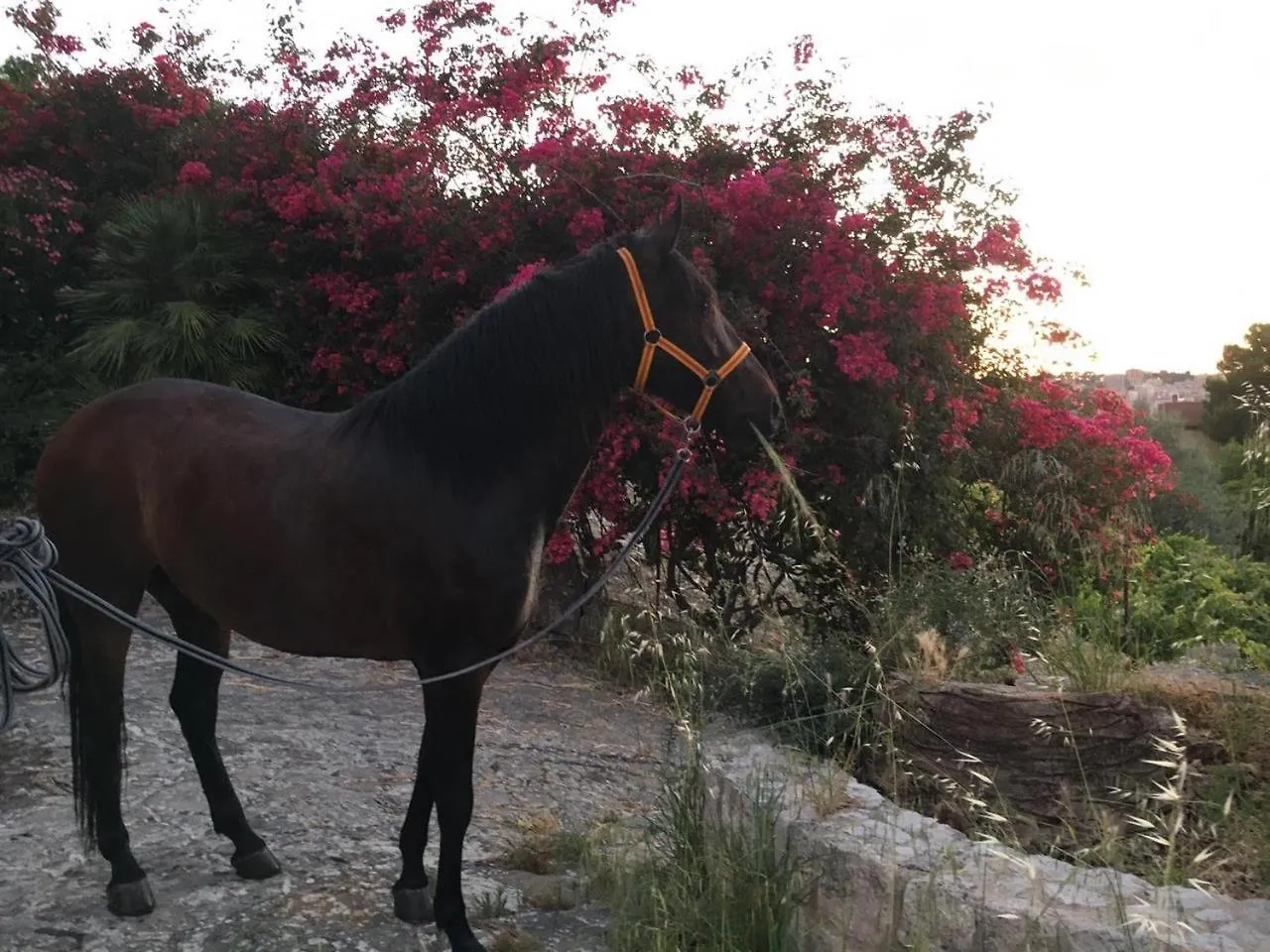Πανσιόν Country Room Sicily - Agrigentoholidays
